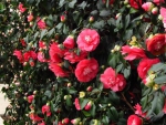 Camellia