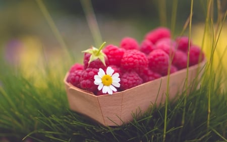 A Box Of Raspberries - raspberry, a box, box, berry, raspberries, berries, a box of raspberries