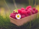 A Box Of Raspberries