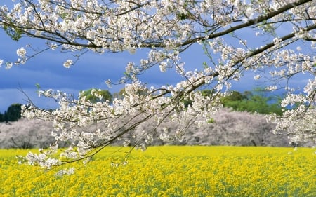 Spring Field and Blossoms - branches, trees, blossoms, flowers, field, spring