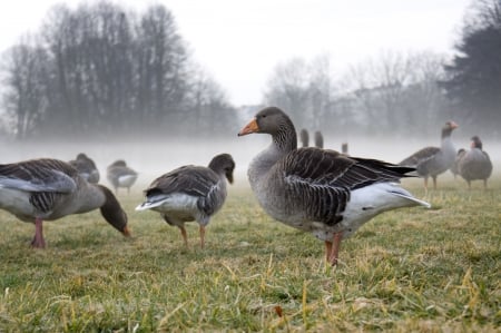 Early Morning Stroll - ducks, grass, mist, birds