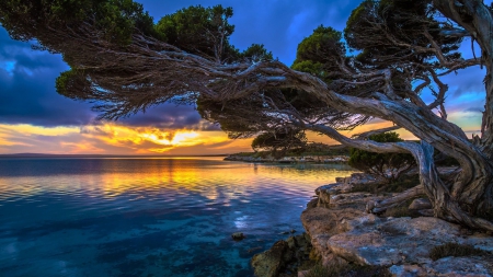 gnarled trees bending over a seashore hdr - trees, shore, sunset, hdr, sea, gnarled, rocks