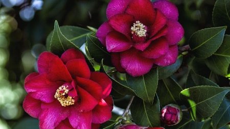 Camellia - nature, branches, camellia, branch, leaves, leave, flowers, flower