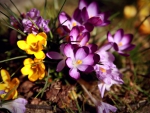 Crocuses