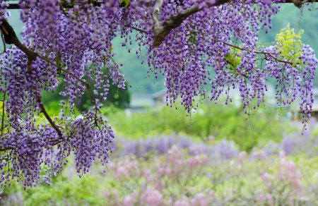 Wisteria - branches, wisteria, purple, tree, flowers, spring