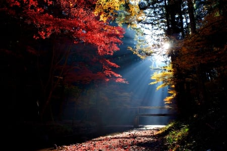 Splendor - forest, rays, bridge, sun, sunrays, sunlight, splendor, woods, trees, sunset, nature, sunrise