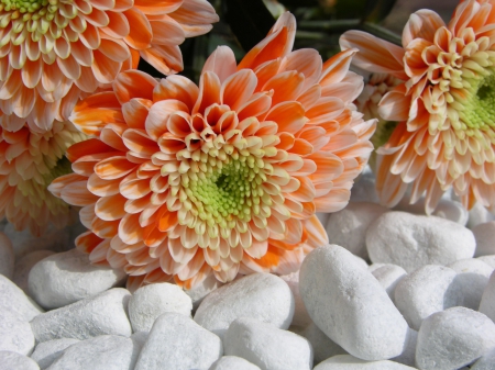 WHITE AND ORANGE - white, pebbles, orange, digital, wallpaper, flower