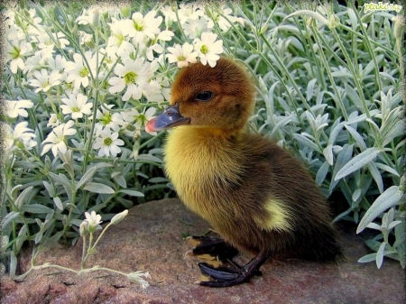 DARLING DUCKLING - baby duck, duckling, duck, darling, rock, flowers