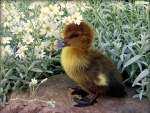 DARLING DUCKLING