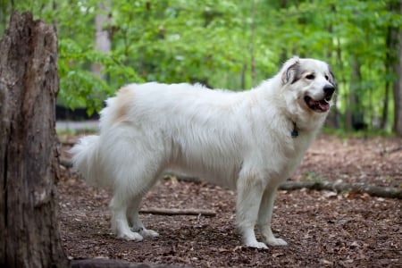 great Pyrenese mountain dog