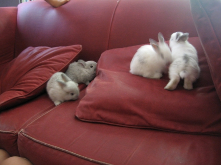 baby bunnies - red, a, sofa, on, coach