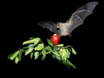 egyptian fruit bat