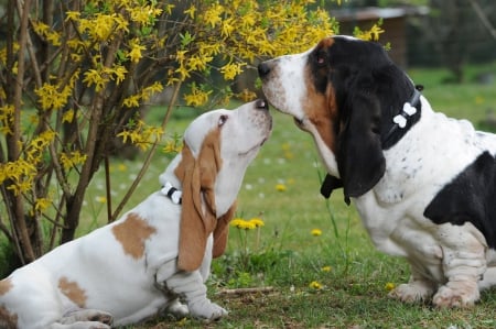 Bassets - field, sniffing, on, eachother