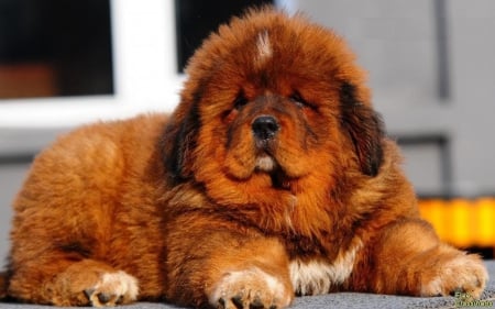 Tibetan mastiff