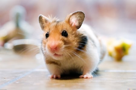 hamster - fluffy, syrian, little, round