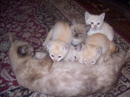 Litter kittens - cats, Tonkinese, creme, soft