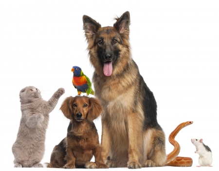 popular pets - bird, dogs, rats, snake, cat