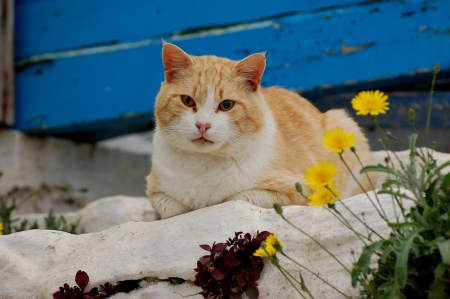 Cat - paws, face, pretty, cute, animals, beautiful, cat, sleeping, kitty, cats, kitten, hat, lovely, cat face