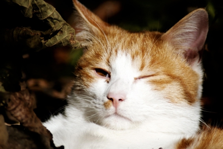 Cat - paws, face, pretty, cute, animals, beautiful, cat, sleeping, kitty, cats, kitten, hat, lovely, cat face