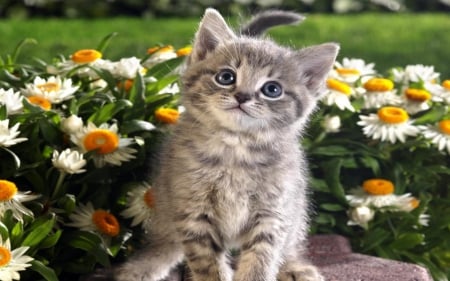 Kitten - flowers, daisies, animals, kitten