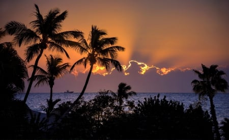 * Sunset over the sea * - sky, dark, palms, sunset, nature