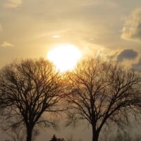 In The Hands of the Trees