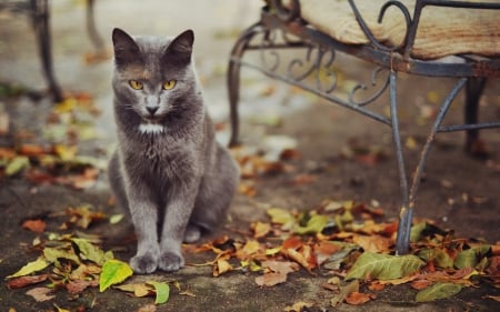 Cat - paws, face, pretty, cute, animals, beautiful, cat, sleeping, kitty, cats, kitten, hat, lovely, cat face