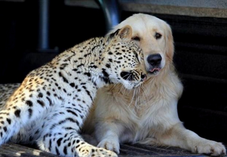 Friendship has no limits - friens, leopard, cute, dog