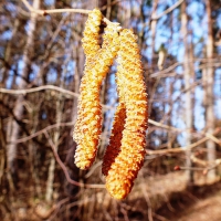 Spring.  Nut-tree.