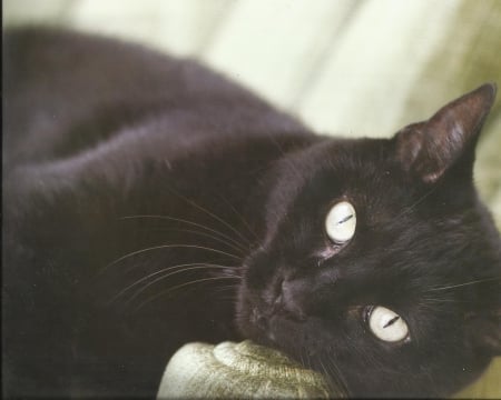 Cat - black, cute, paws, cat