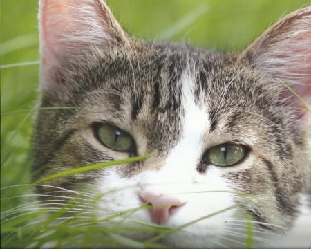 Cat - gray and white, cute, paws, cat