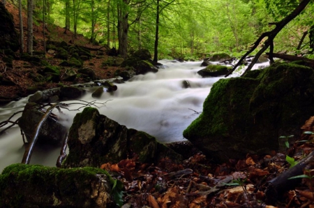 River in the Forest - trees, photography, bulgaria, nature, forest, river, beautiful, green, leaves, photo