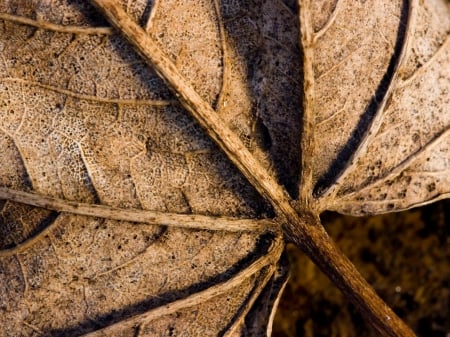 Brown Leaf - nature, brown, brown leaves, leaf, brown leaf