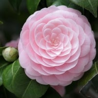 Camellia