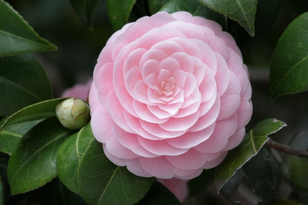 Camellia - flower, pink, camellia, flowers, pink camellia, nature, pink flowers, pink flower, camellias