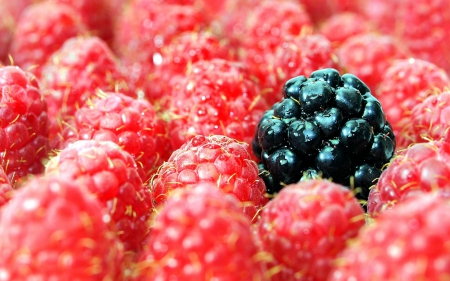 Berries - berries, blackberry, raspberry, macro, berry, blackberries, raspberries