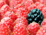 Berries