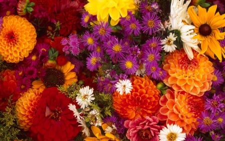 Flowers - purple, dahlia, red, orange, flowers, dahlias, flower, colourful