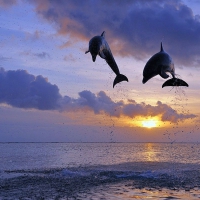 jumping dolphins