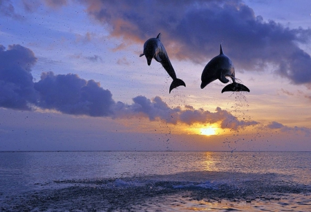 jumping dolphins - sea, dolphins, sunset, nature