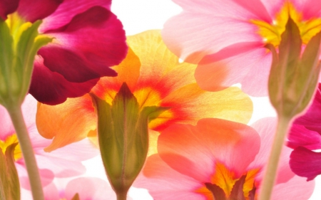 Beautiful flowers - flowers, petals, pink, bloom