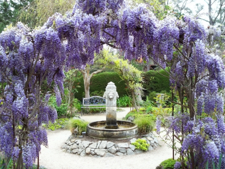 blue wisteria - blue wisteria, nature, flowers, garden