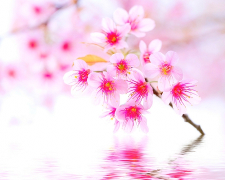 Beautiful flowers - flowers, refelction, petals, pink