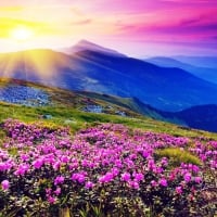 Purple Wild Flowers in the Sunset