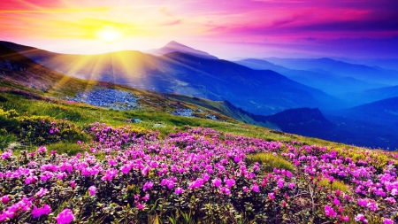 Purple Wild Flowers in the Sunset - flowers, sunset, nature, purple, mountains, sun, sky, colors of nature