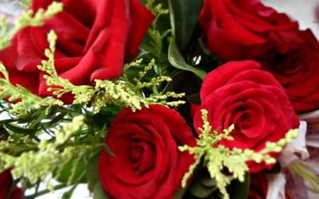 Red roses - flowers, red, roses, petals