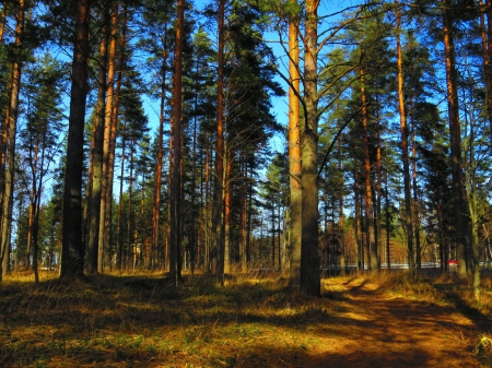 Forest - forest, trees, spring, sun