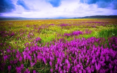 Wild Flowers in the Mountain - fields, sky, purple, mountain, clouds, flowers