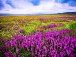 Wild Flowers in the Mountain