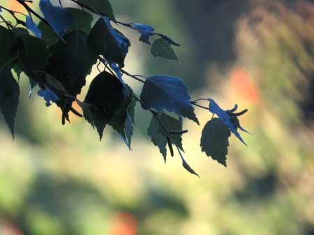 Birch - birch, forest, summer, sun